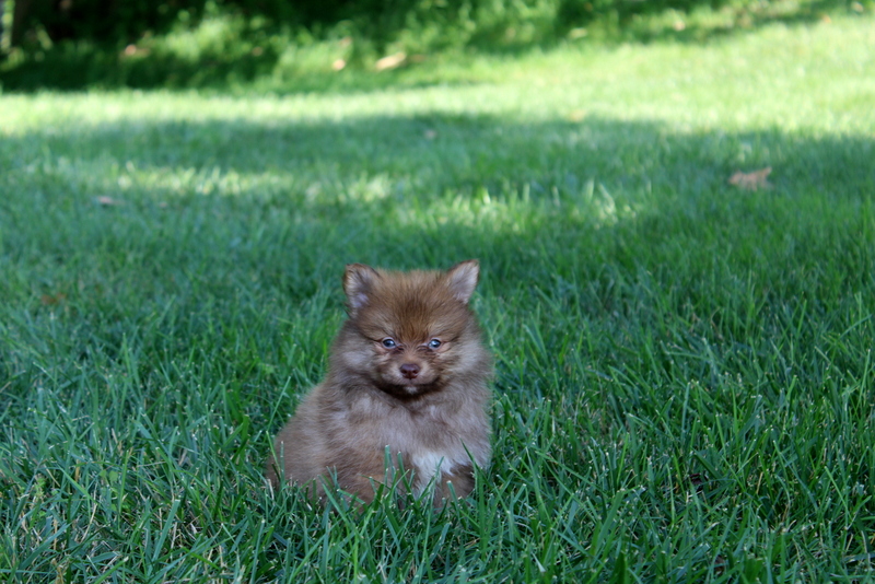 puppy, for, sale, Pomeranian, Matthew B. Stoltzfus, dog, breeder, Gap, PA, dog-breeder, puppy-for-sale, forsale, nearby, find, puppyfind, locator, puppylocator, aca
